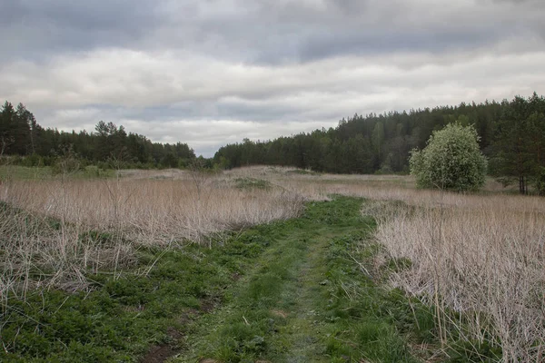 Orta Ural ormanında toprak yol, Rusya