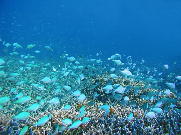 Sea deep or ocean underwater with fish & coral reef as a background
