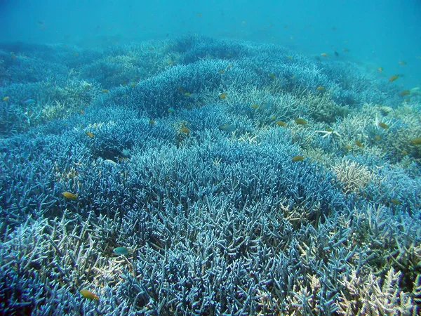 Sea deep or ocean underwater with fish & coral reef as a background