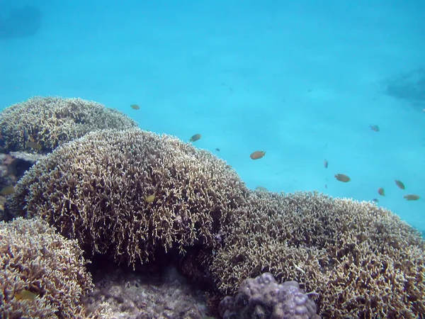 Sea deep or ocean underwater with fish & coral reef as a background