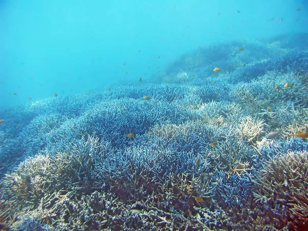 Sea deep or ocean underwater with fish & coral reef as a background