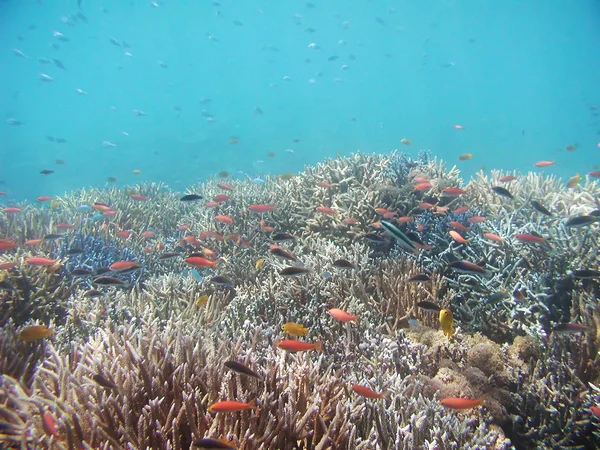 Sea deep or ocean underwater with fish & coral reef as a background