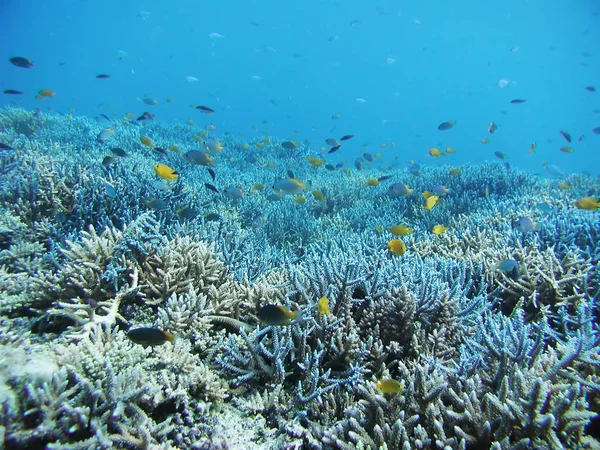 Sea deep or ocean underwater with fish & coral reef as a background