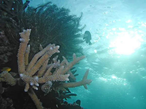 Sea deep or ocean underwater with fish & coral reef as a background