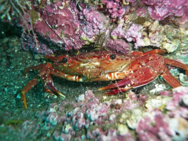 Sea deep or ocean underwater with tropical fish & coral reef as a background