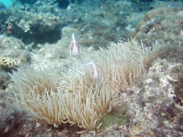 Sea deep or ocean underwater with tropical fish & coral reef as a background