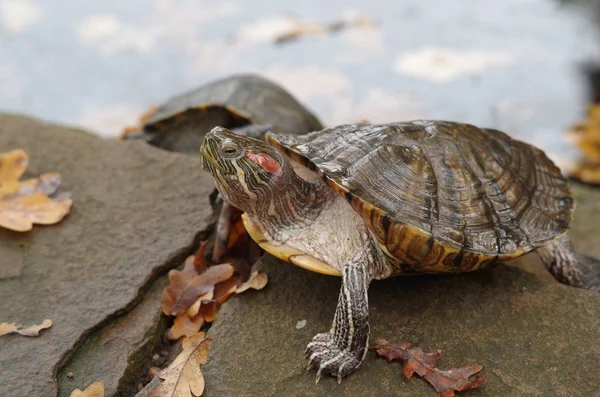 Черепаха засмагає на узбережжі озера з осіннім листям на ньому — стокове фото