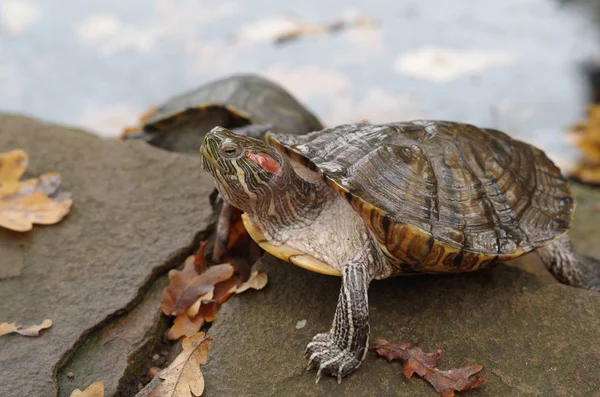 De schildpad zonnen aan de kust van lake met herfst bladeren op het — Stockfoto