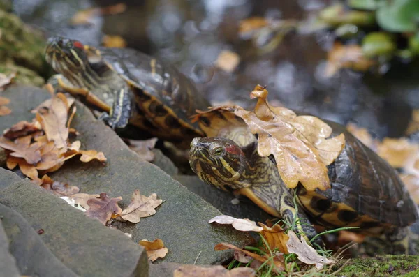 De schildpad zonnen aan de kust van lake met herfst bladeren op het — Stockfoto