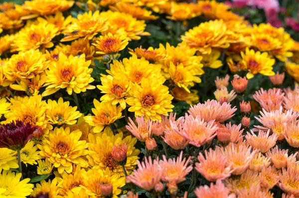 Beautiful flowers of chrysanthemums — Stock Photo, Image