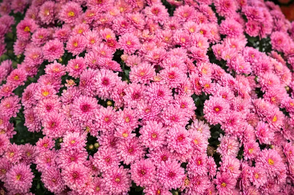 Красиві квіти хризантем — стокове фото