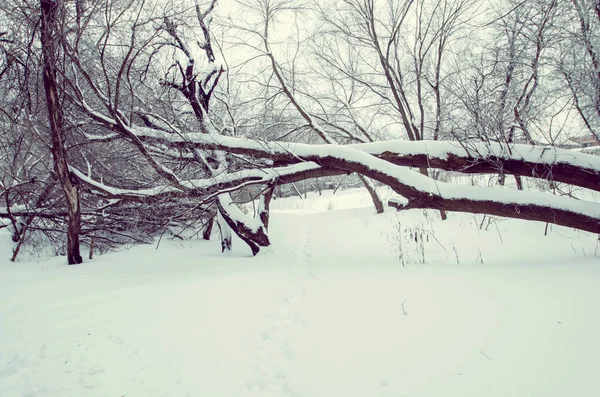 Racconto invernale. Il torrente invernale nella foresta innevata — Foto Stock