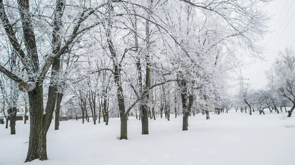 Winters verhaal. De kreek van de winter in het besneeuwde forest — Stockfoto