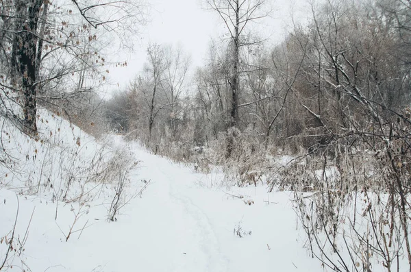 Winters Tale. The winter creek in snowy forest