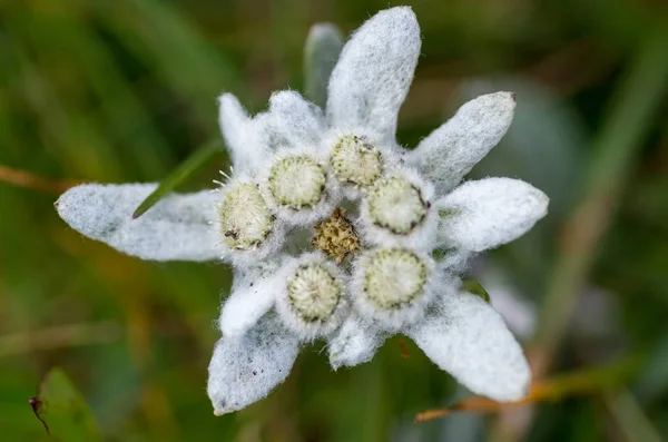 A close up of the flower edelweiss Leontopodium pallibinianum . At the mountains. Italy — Stock Photo, Image