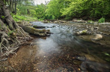 Güzel nehir akar ormandaki Bahar, Ukrayna