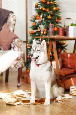 güzel köpek Noel ağacının yanında husky