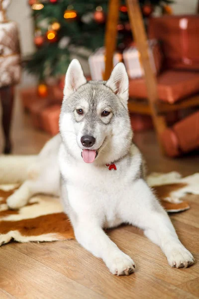 Piękny pies husky w pobliżu choinki — Zdjęcie stockowe