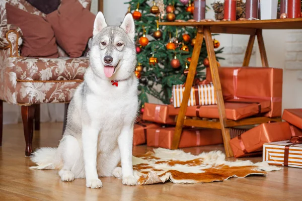 Piękny pies husky w pobliżu choinki — Zdjęcie stockowe