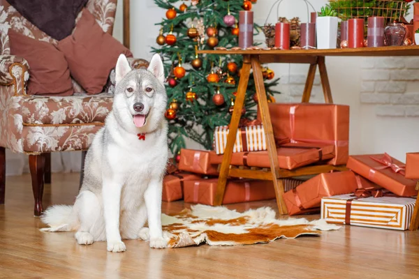 Cão bonito Husky perto da árvore de Natal — Fotografia de Stock