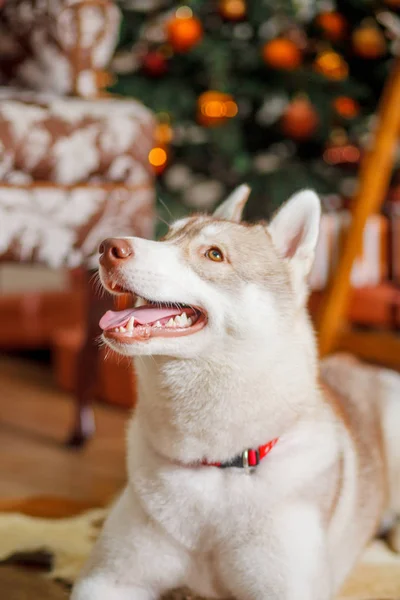 Piękny pies husky w pobliżu choinki — Zdjęcie stockowe