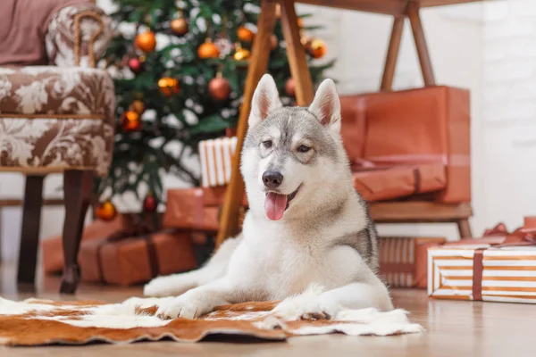 Cão Siberian Husky perto da árvore de Natal — Fotografia de Stock