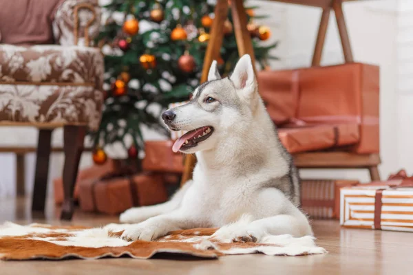 Cão Siberian Husky perto da árvore de Natal — Fotografia de Stock
