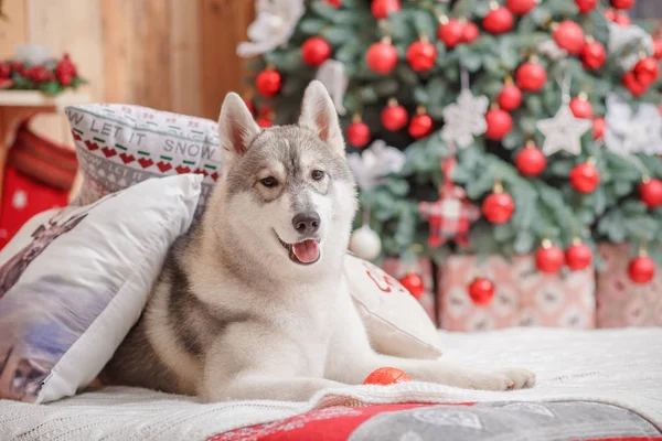 Cão siberiano Husky Natal e Ano Novo — Fotografia de Stock