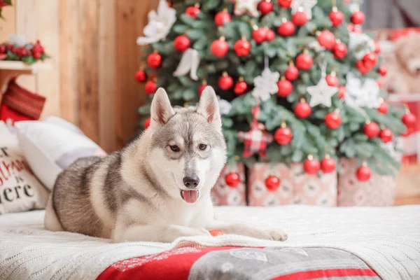 Psa siberian husky Boże Narodzenie i nowy rok — Zdjęcie stockowe