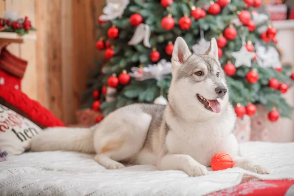 Psa siberian husky Boże Narodzenie i nowy rok — Zdjęcie stockowe