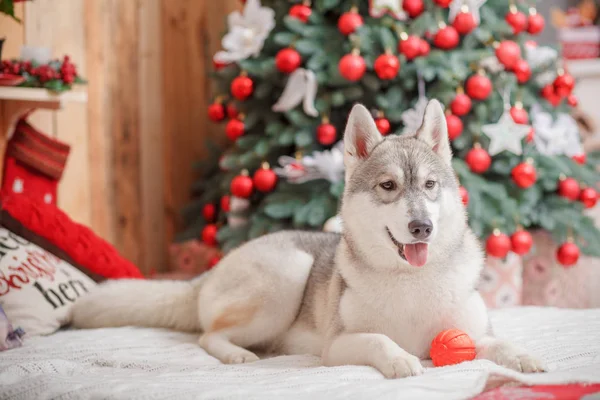 Cão siberiano Husky Natal e Ano Novo — Fotografia de Stock