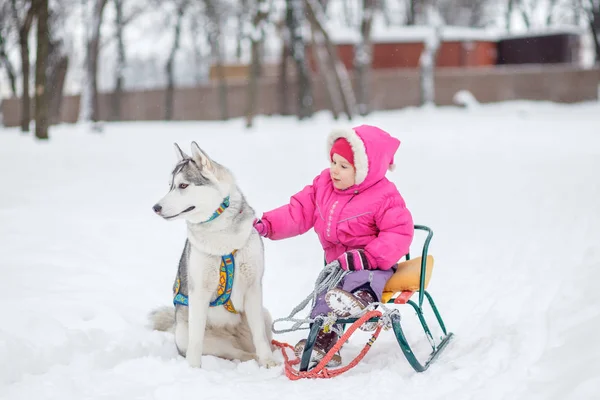 Adorabile bambina avendo un coccole con husky slitta cane — Foto Stock