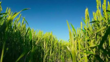 Yeşil buğday ve mavi gökyüzü