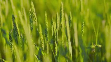 Buğday ve güneş alan