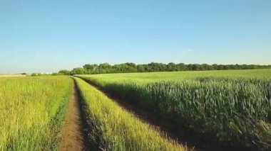 Yaz, yatay, köy yolunda ve soya, Mısır Fielddirt yol alan alan.