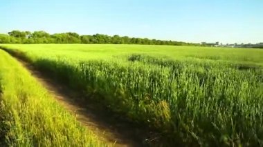 Alan toprak yol buğday yaz