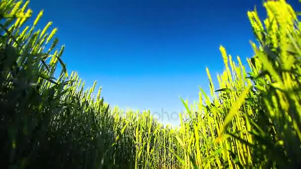 Trigo verde cielo azul — Vídeos de Stock