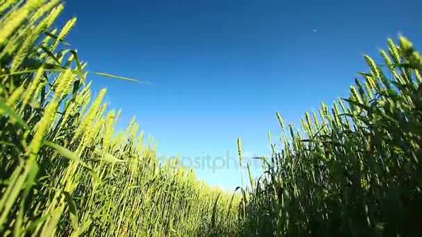 Pszenica zielony i niebieski niebo — Wideo stockowe