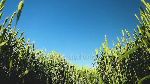 Yeşil buğday mavi gökyüzü — Stok video