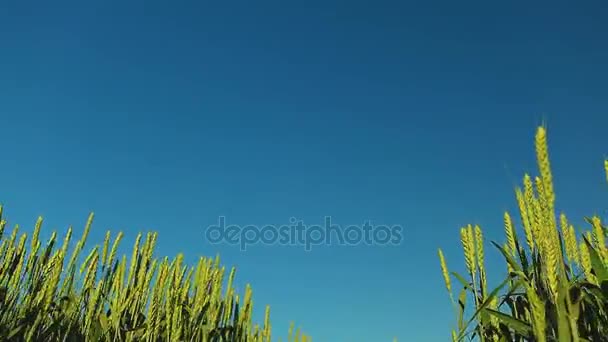 Jonge tarwe in een veld-panorama — Stockvideo