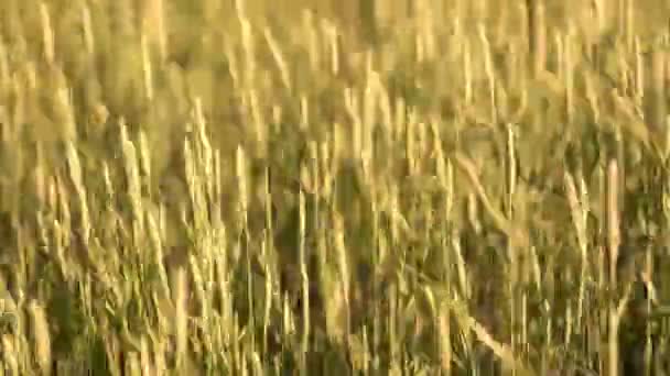 Campo de trigo y sol — Vídeo de stock