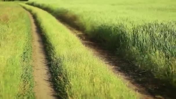Paisaje de verano con carretera de campo y campo de soja, campo de maíz Camino de tierra en un campo . — Vídeo de stock