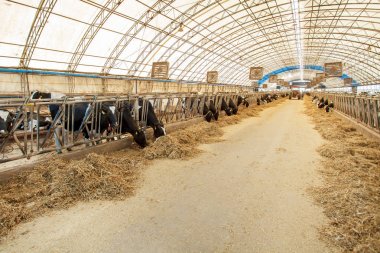 tarım endüstrisi, çiftçilik ve hayvancılık kavramı - inek çiftliğinde saman yiyen inek sürüsü