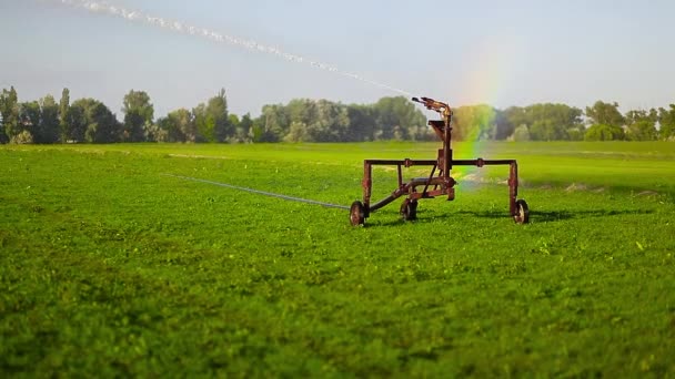 Agricultura campos de riego riego de agua — Vídeo de stock