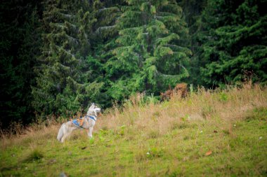 ormandaki ağaç üstünden atlayarak köpek