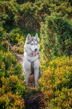 Arka plan bir sonbahar ormanda gri Siberian dış yapraklar