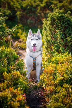 Bir arka plan orman üzerinde oturan gri Sibirya husky