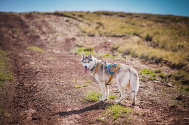 köpek dağların çalışır