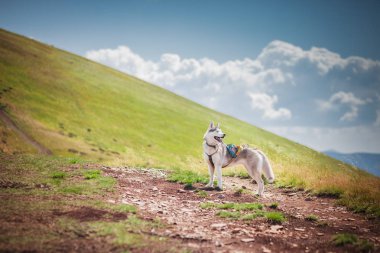 dağ geçidi üzerinde köpek