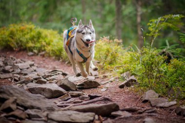 Güzel köpek doğurmak ormandaki Siberian dış yapraklar
